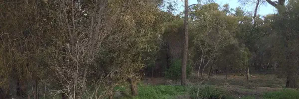 Binya field site