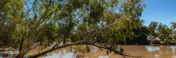 Bowra Station field site