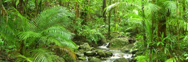 Daintree Rainforest Observatory field site